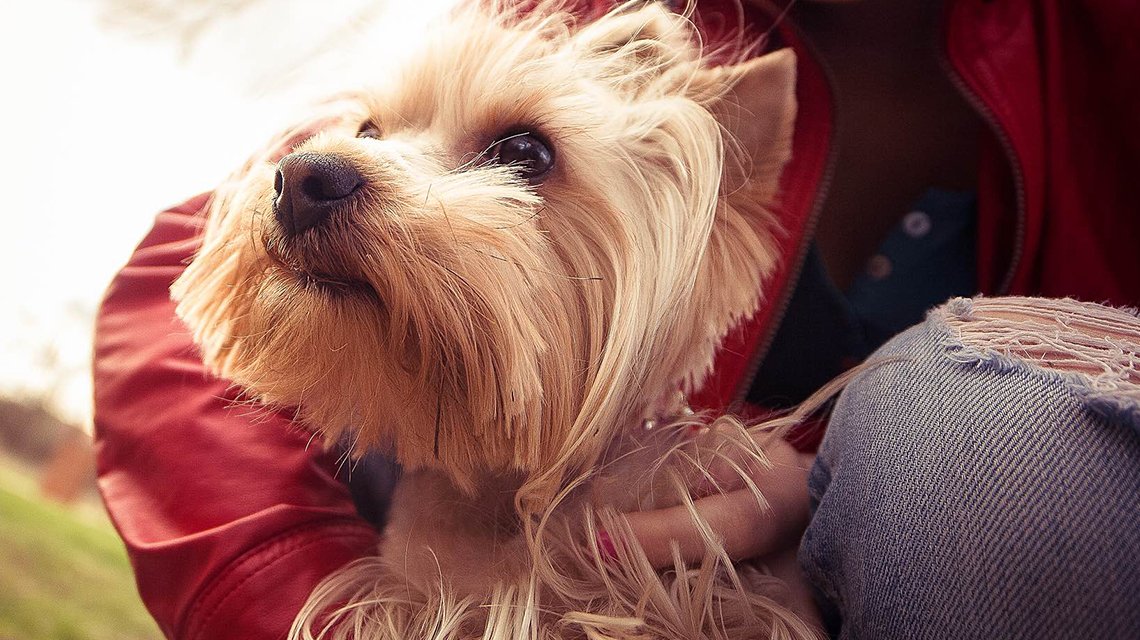 The Ultimate Renters Guide